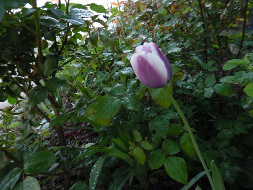  - 000 Mai in gradina
