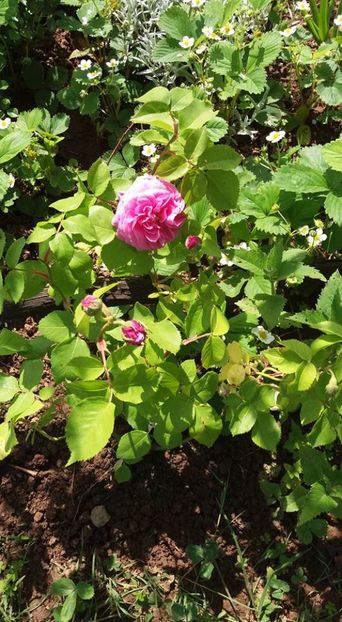 louise odier1 - Louise Odier