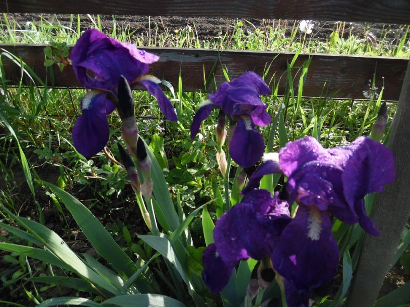  - 000 Mai in gradina