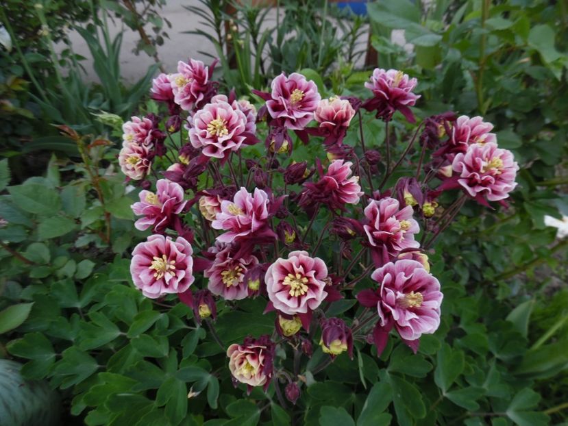  - 000 Mai in gradina