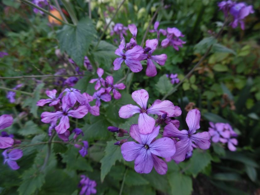  - 000 Mai in gradina