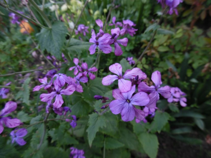  - 000 Mai in gradina