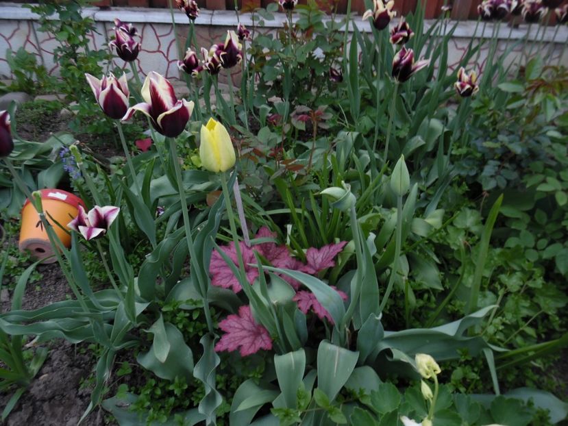  - 000 Mai in gradina