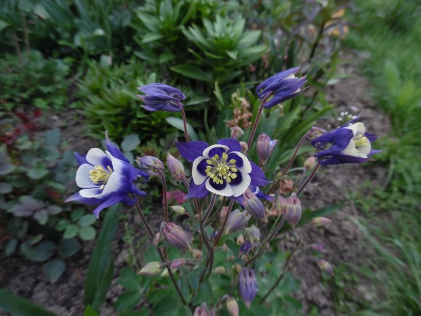  - 000 Mai in gradina