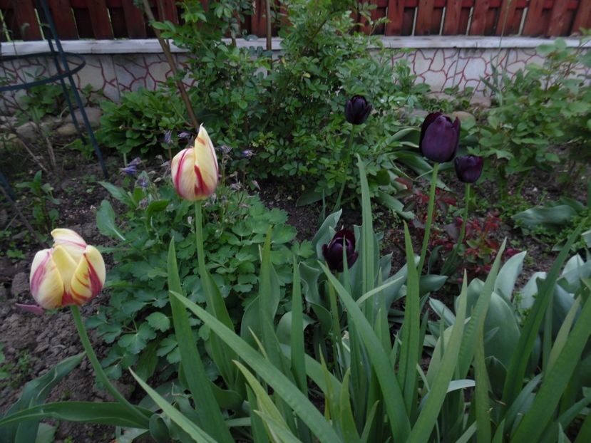  - 000 Mai in gradina