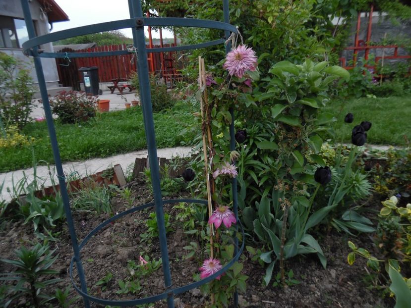  - 000 Mai in gradina