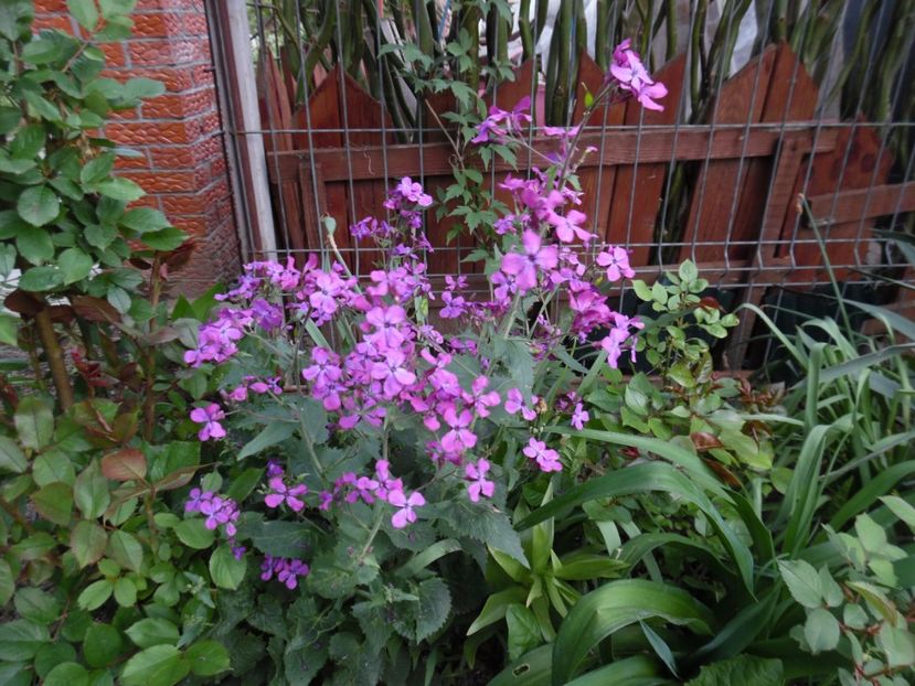  - 000 Mai in gradina