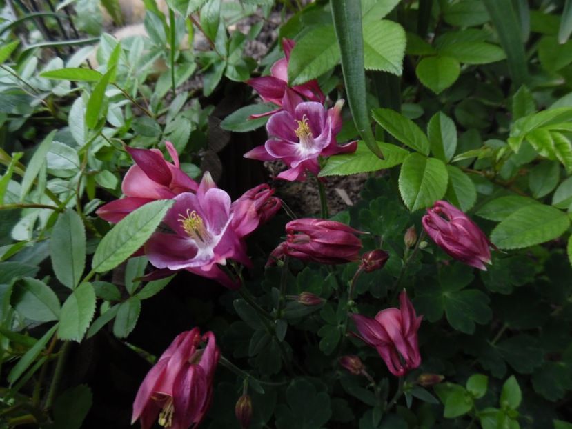  - 000 Mai in gradina