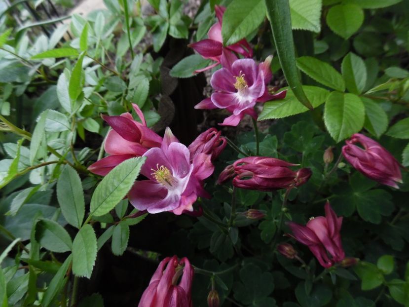  - 000 Mai in gradina