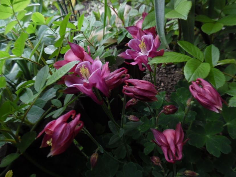  - 000 Mai in gradina