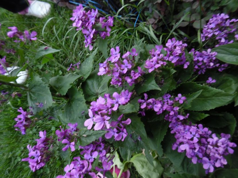  - 000 Mai in gradina