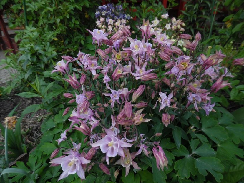  - 000 Mai in gradina