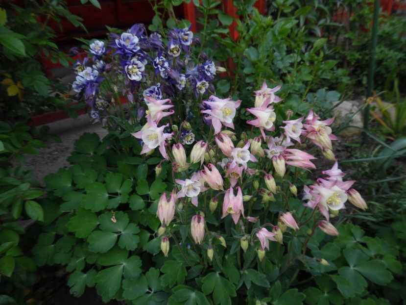  - 000 Mai in gradina