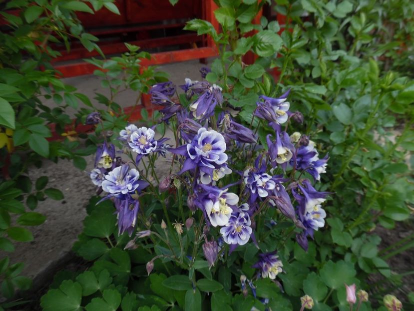  - 000 Mai in gradina