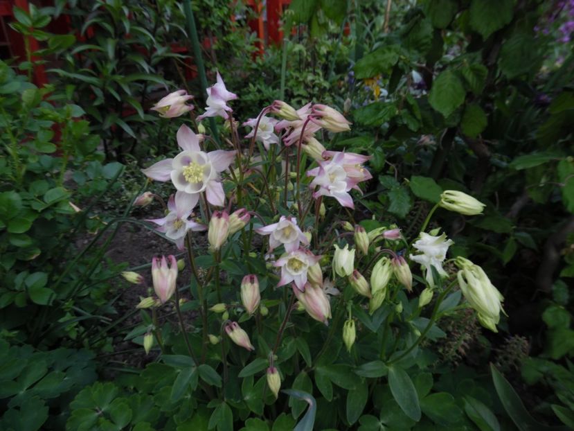  - 000 Mai in gradina