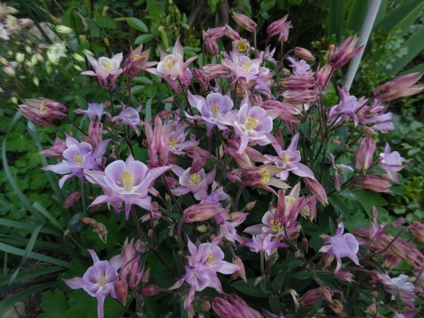  - 000 Mai in gradina