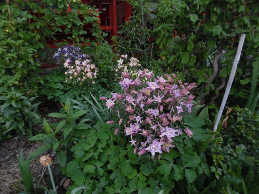  - 000 Mai in gradina