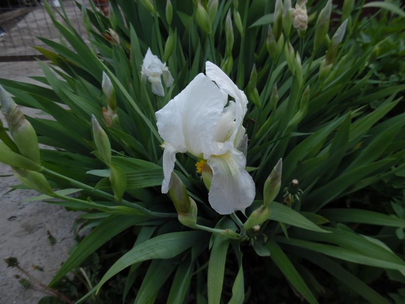  - 000 Mai in gradina