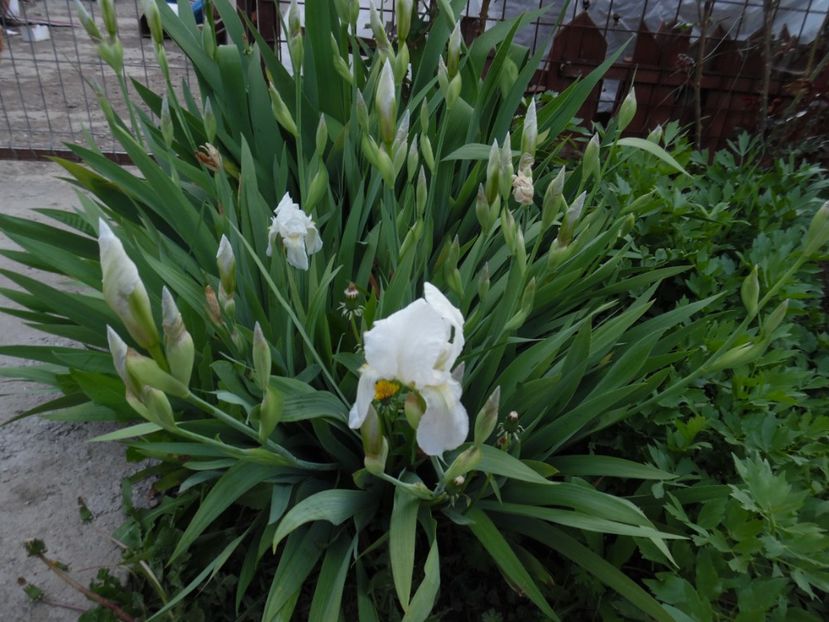  - 000 Mai in gradina