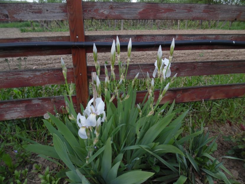  - 000 Mai in gradina