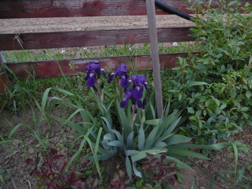  - 000 Mai in gradina