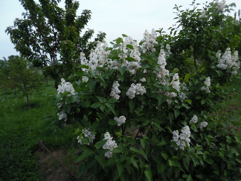  - 000 Mai in gradina