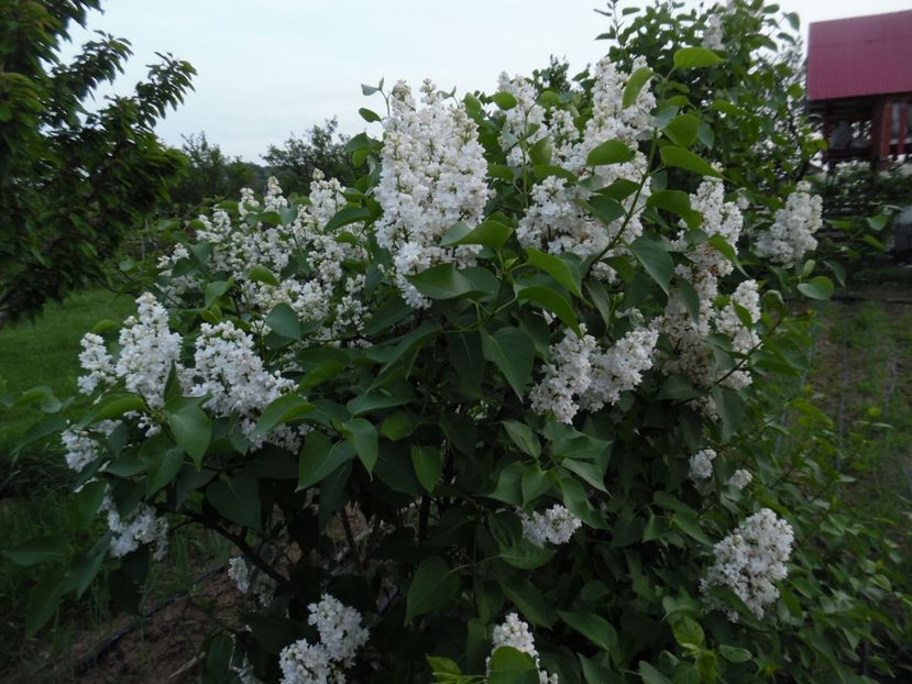  - 000 Mai in gradina