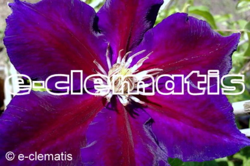 Clematis Julka PBR - clematite soiuri