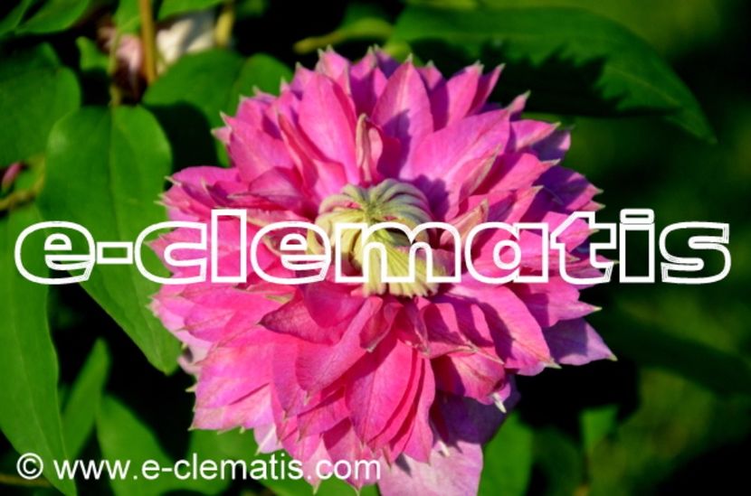 Clematis Kaiser 'PBRcont-1m - clematite soiuri