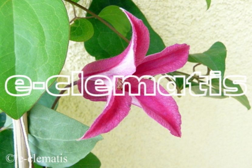Clematis Texensis 'Princess Diana' - clematite soiuri