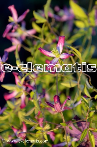 Clematis x triternata 'Rubromarginata' - clematite soiuri