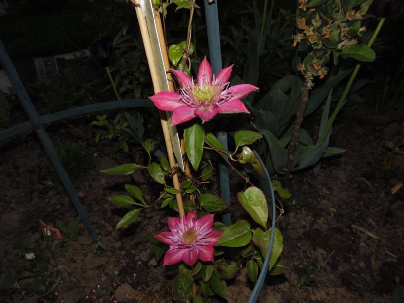  - clematite infloriri