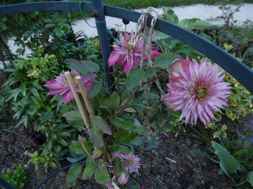 Kaiser - clematite infloriri