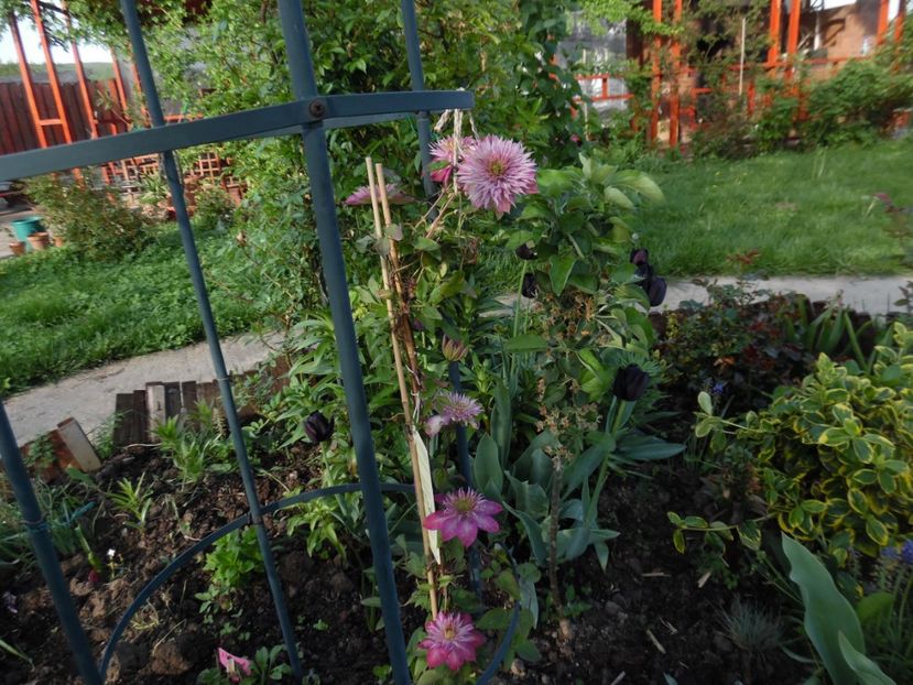  - clematite infloriri