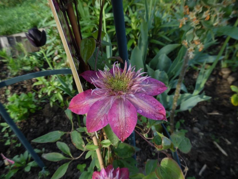  - clematite infloriri