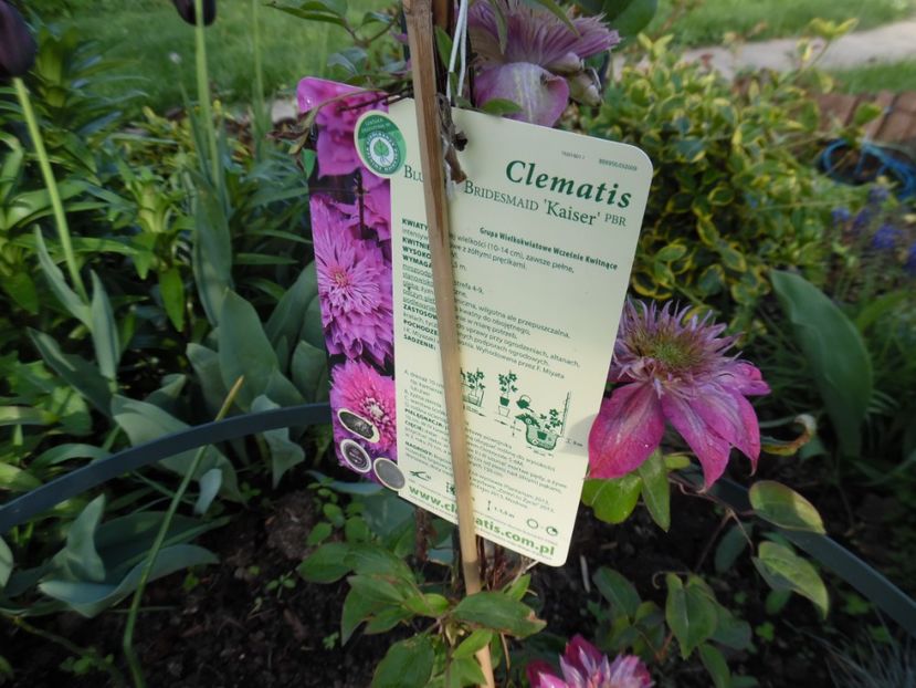  - clematite infloriri