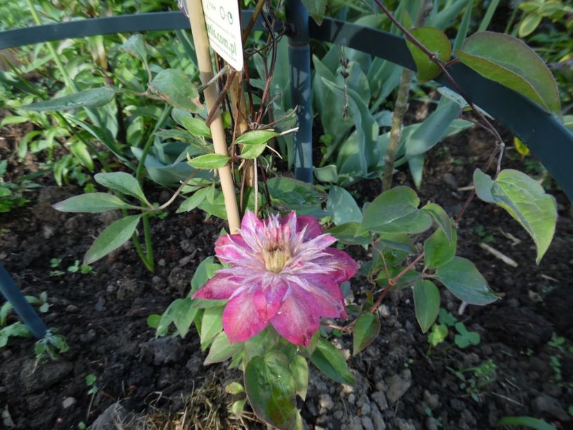  - clematite infloriri