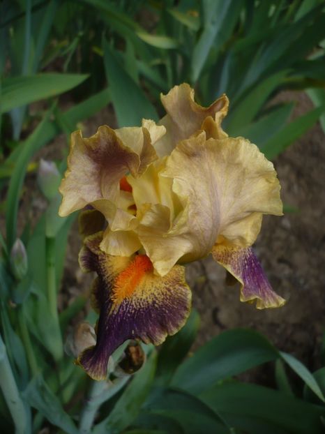 07.05.2017 - GRADINA 2017-1