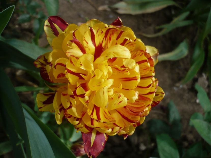 P1310752 - GRADINA 2017-1