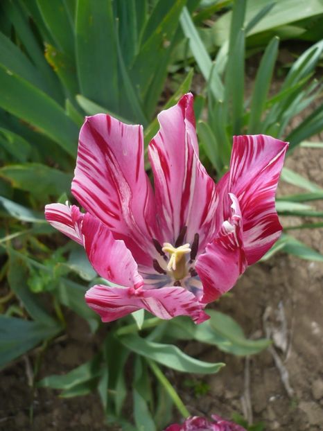 P1310753 - GRADINA 2017-1