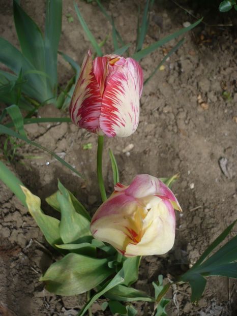 P1310754 - GRADINA 2017-1