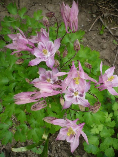 P1310755 - GRADINA 2017-1