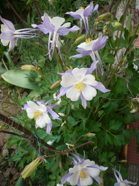 P1310761 - GRADINA 2017-1