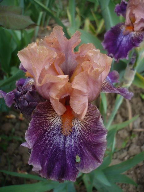 Flying circus - GRADINA 2017-1