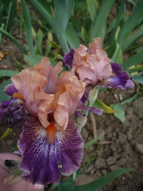 P1310767 - GRADINA 2017-1