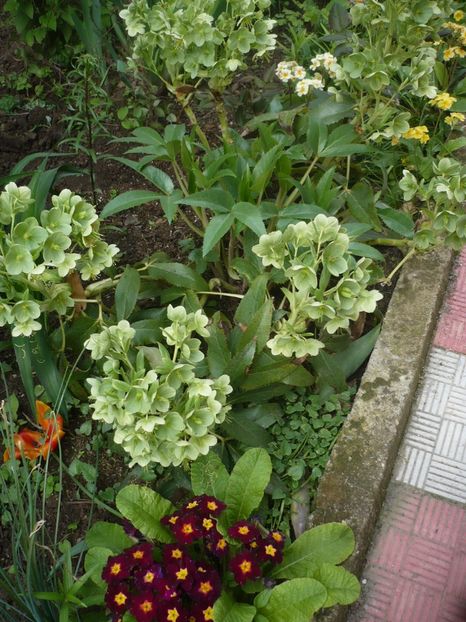 P1310774 - GRADINA 2017-1