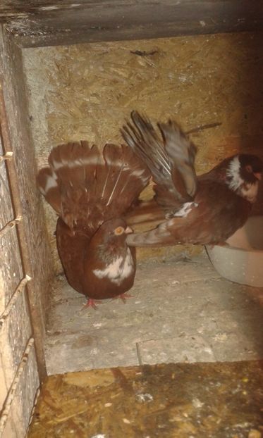  - Castanii  de Craiova