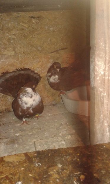  - Castanii  de Craiova