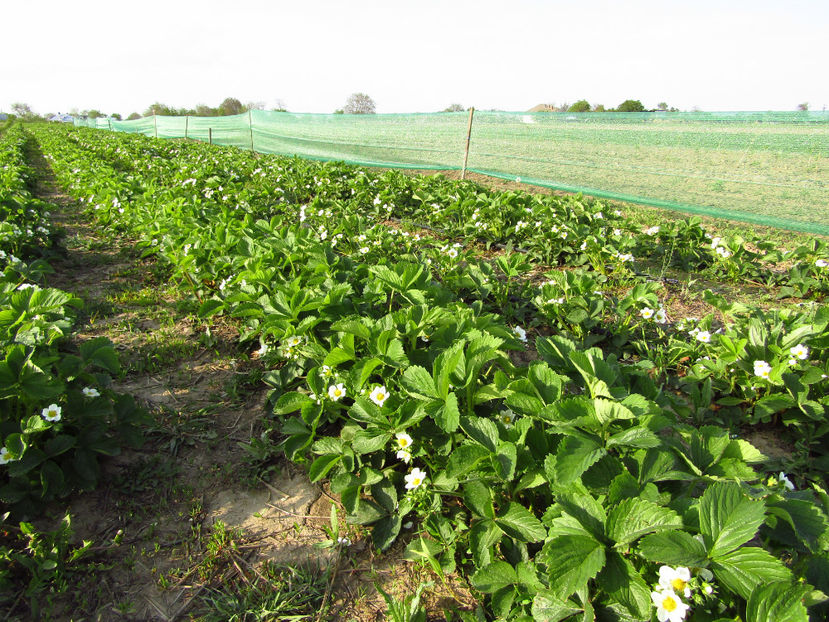 6mai 2017 047 - o - Capsuni