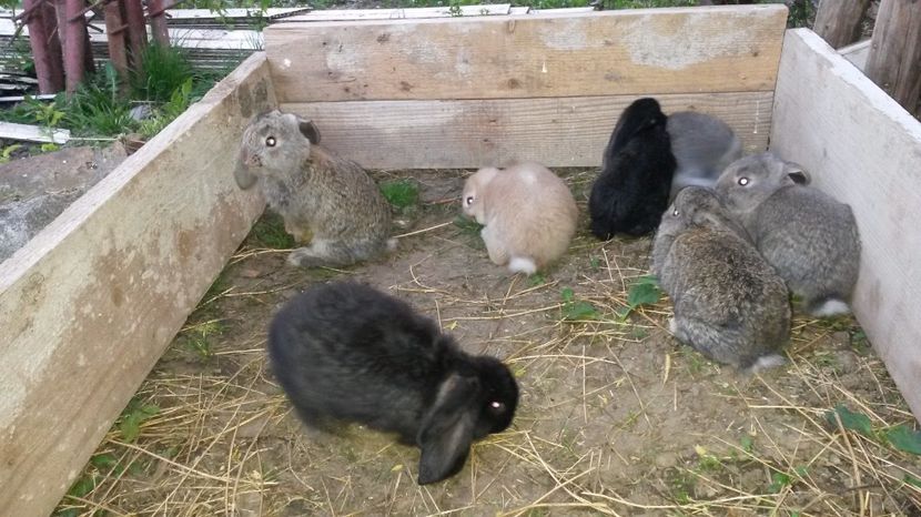  - Cuib din 28 martie